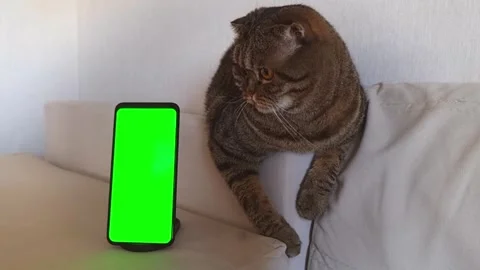 A domestic tabby cat is lying on a sofa in a bright room, with a smartphone with Stock Footage 295069285