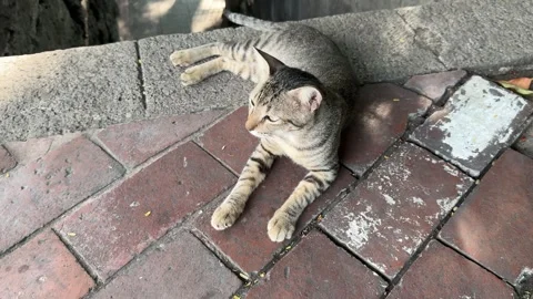 Domestic tabby cat meowing while relaxing on red brick street pavement 4k Stock Footage 337458834