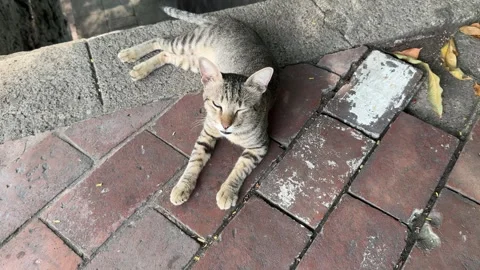Domestic tabby cat meowing while lying down on brick street pavement 4k Stock Footage 337458840