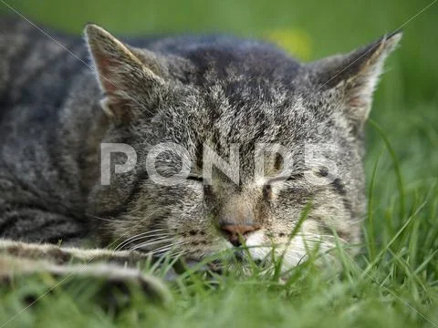 Domestic tabby cat sleeping on the lawn Stock Photos