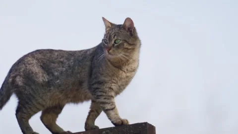 Domestic tabby cat walks on a surface against a light sky footage. Stock Footage 339754907