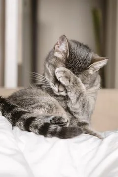 A domestic tabby gray cat sits on the couch and washes. Cat hygiene. Selectiv Stock Photos