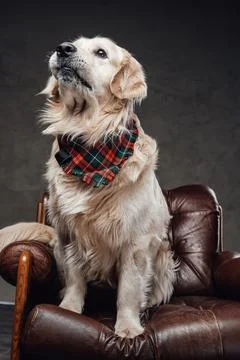 Domestic trained dog wearing neck scarf and sitting on a armchair Stock Photos