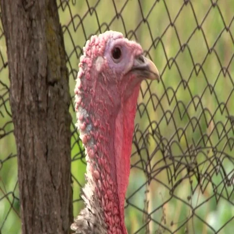 Domestic turkey, close up in the backyard Video stock 69402891