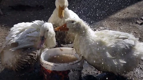 Domestic white ducks are having fun drinking water from a container. Video stock 145285553