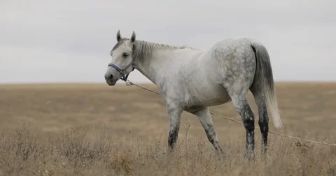 Domestic white horse is grazing on the field Stock Footage