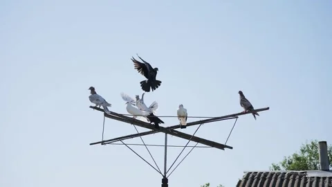 Domesticated birds hovering and settling down on a wooden structure in slow Stock Footage 340870573