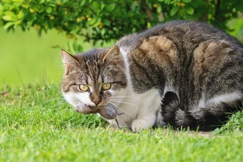 Domesticated cat cought mouse sitting on the green lawn Фото