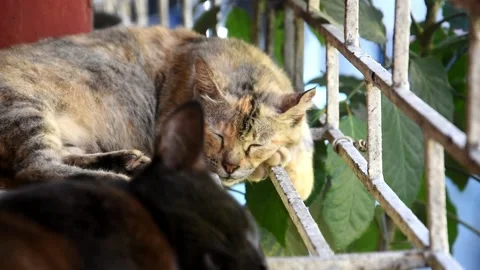 Domesticated Cat with Multi-colored Fur Sleeping with Another Cat Stock Footage 149934089