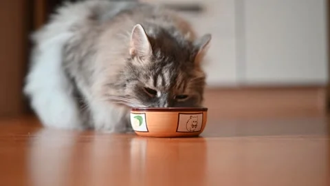 A domesticated cat is seen eating from a ceramic bowl while sitting on a wooden 库存影片 337100956