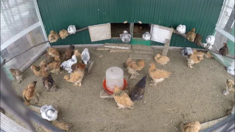 Domesticated chickens in the aviary. Farming Stock Footage 144611355
