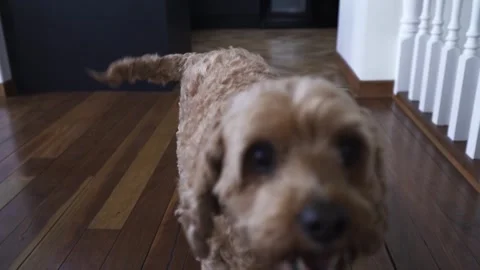 Domesticated Cockapoo Dog Breed Smiling In Front Of Camera Inside The Cosy Stock Footage 302367603
