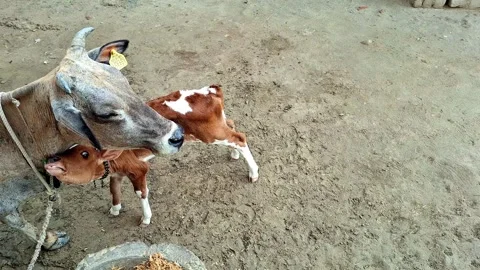 Domesticated Cow Standing Next to Spotted Calf 库存影片 337441850