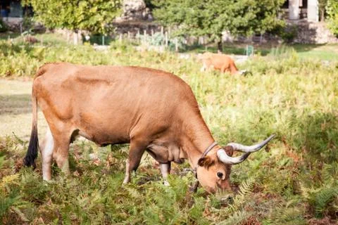 Domesticated cows on pasture Stock Photos