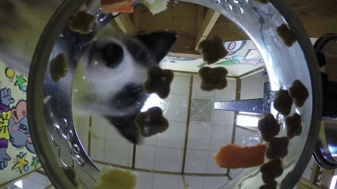 Domesticated curious fox curious like dog care nose close camera in contact zoo Stock Footage 82408566