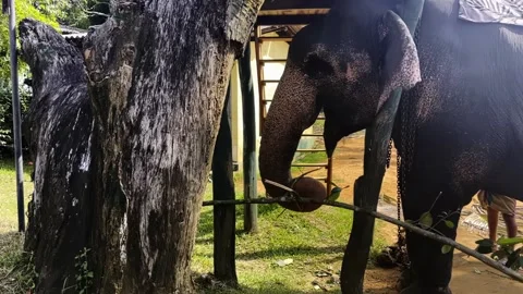 A domesticated elephant in india Stock Footage 219569213