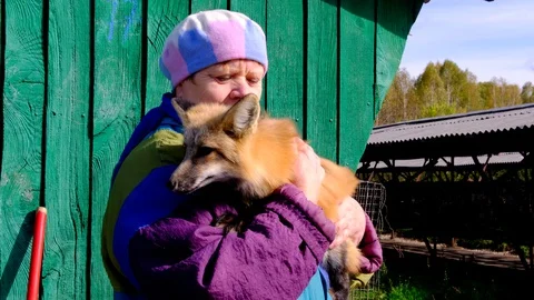 Domesticated  Fox Stock Footage 128274853