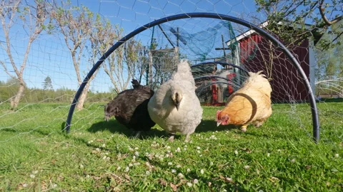 Domesticated hens of different breeds pecking and eating leftover macaroni .. Stock Footage 323973756