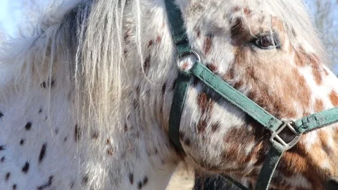 A domesticated horse with a distinctive coat pattern and a decorative green.. Stock Footage 332736234