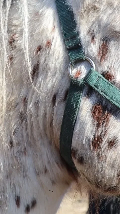A domesticated horse with a distinctive coat pattern and a decorative green.. Stock Footage 344158145
