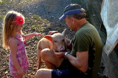 Domesticated pig Stock Photos