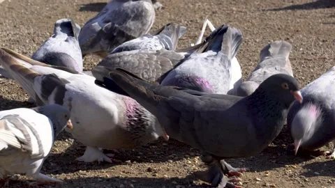 The domesticated pigeons eats grain Stock Footage 157483345
