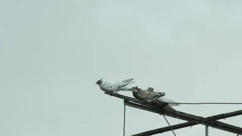 Domesticated roller pigeons bracing the wind and rain on an old antenna stru Stock-Footage 336206196