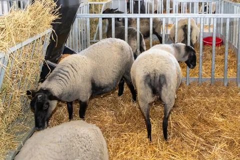 Domesticated sheep on a hay stack inside agricultural farm enclosure Foto stock