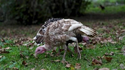 Domesticated turkey foraging on grassy ground scattered with autumn leaves Stock Footage 320770287
