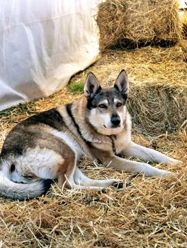 Domesticated wolf lying on straw under wooden shelter with metal chain Stock Photos