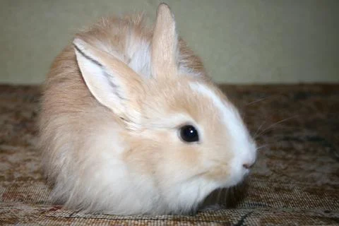DomesticRabbit3 Stock Photos