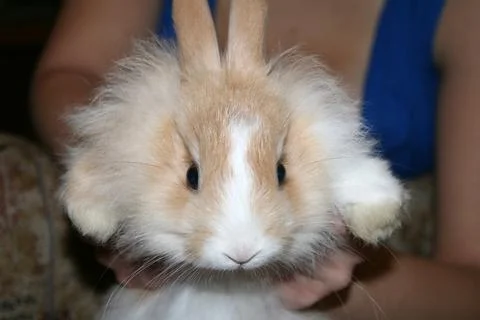 DomesticRabbit5 Stock Photos