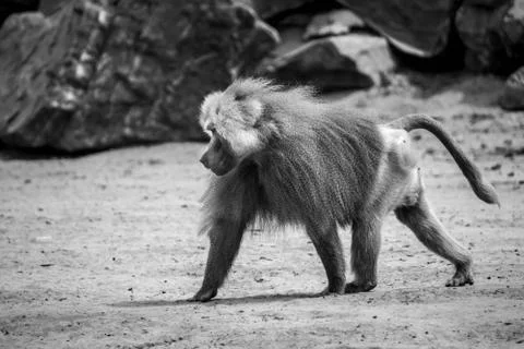 Dominant baboon Stock Photos
