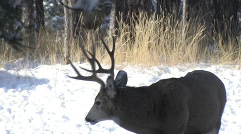 Dominant Buck Intimidates Second Buck in the Rut - Pulled Focus Stock Footage 49078999