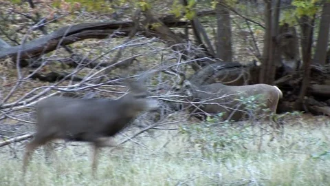 Dominant Buck Trots in &amp; Intimidates Smaller Bucks Stock Footage 73415030