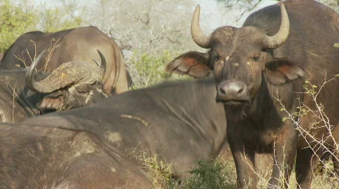 Dominant Buffalo 스톡 동영상 521733