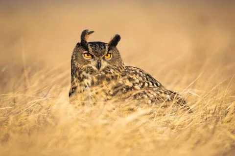 Dominant eurasian eagle-owl watching attentively with orange eyes Stock Photos
