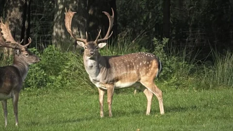 Dominant Fallow Deer Stag with Large Palmate Antlers – Wildlife 4K Stock-Footage 321508860