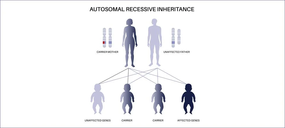 Dominant inheritance pattern Stock Illustration