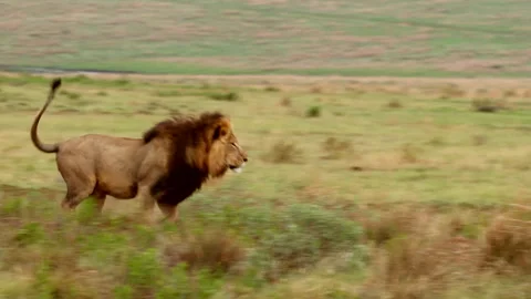 Dominant male lion chasing off intruder wanting a piece of kill Stock Footage 321703473