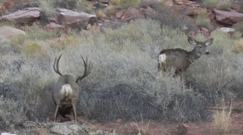 Dominant Mule Deer Buck Beds by Doe He Is Courting Stock Footage 48828329