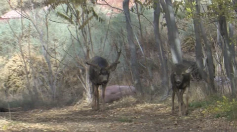 Dominant Mule Deer Buck in Rut Following a Doe Stock Footage 48774423