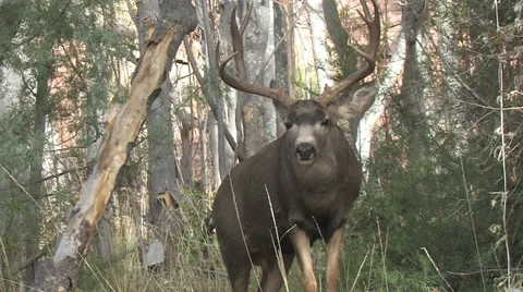 Dominant Mule Deer Buck in Rut Courts Doe &amp; Comes Close Stock Footage 48948607