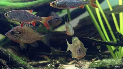 Dominant pumpkinseed fish, common roach and rudd, sand and organic litter Stock Footage 331321949