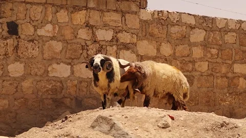Dominant ram pushing rival with body and horns showing strength and hierarchy Stock Footage 319261747