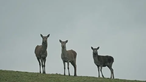 Dominant red deer with large antlers Video stock 282443653