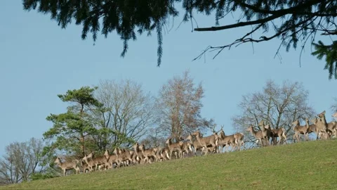 Dominant red deer with large antlers Video stock 282444094
