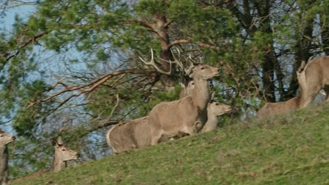 Dominant red deer with large antlers Video stock 282444155