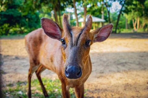 Dominant Roe Deer look in camera Foto stock
