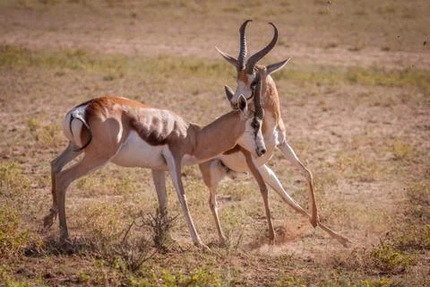 Dominant Springbuck rams fighting Stock Photos
